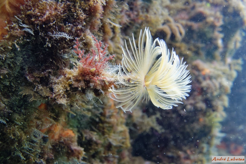 Protule lisse à Banyuls.jpg